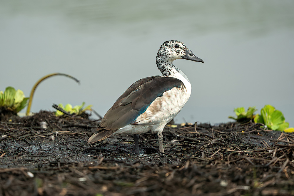 Uganda bird tours