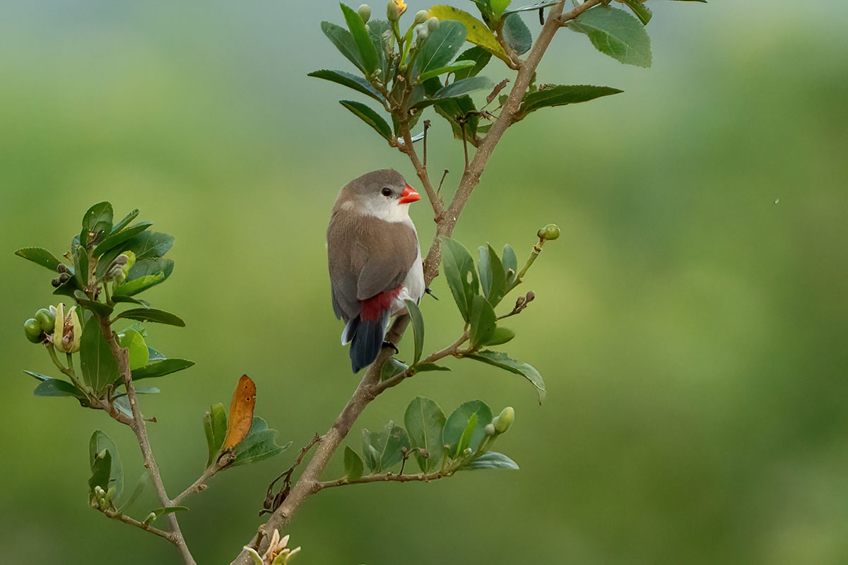 Uganda Birding and Wildlife