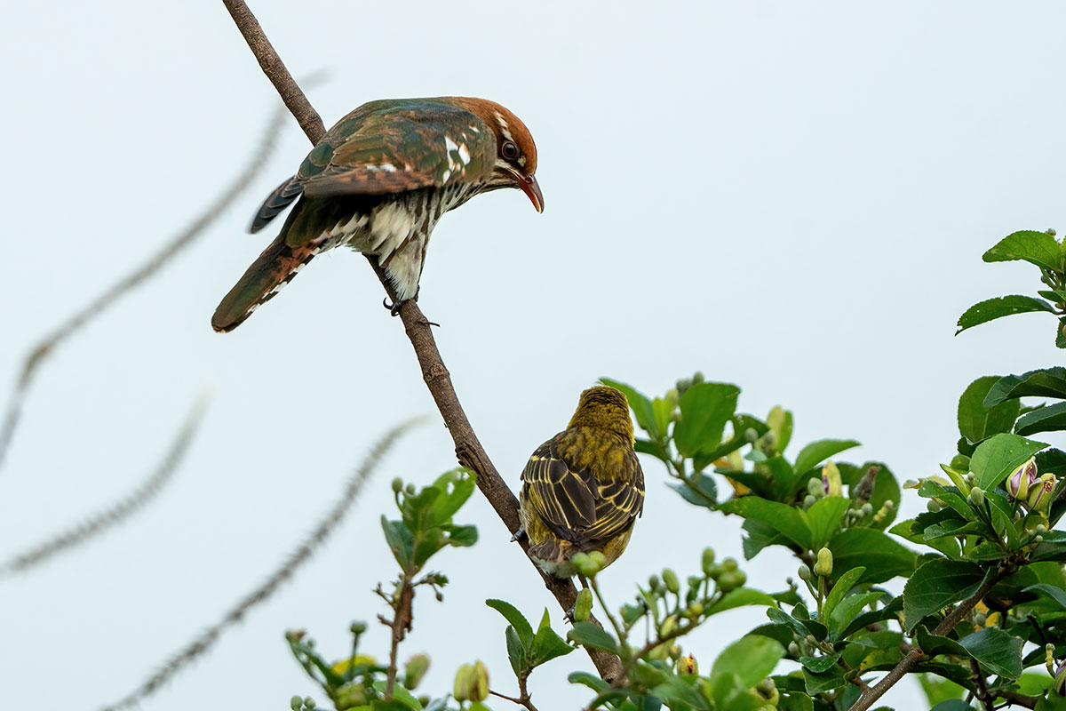 Uganda Birding and Wildlife