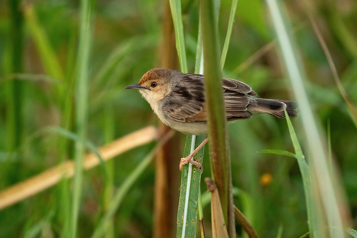 Uganda Birding and Wildlife