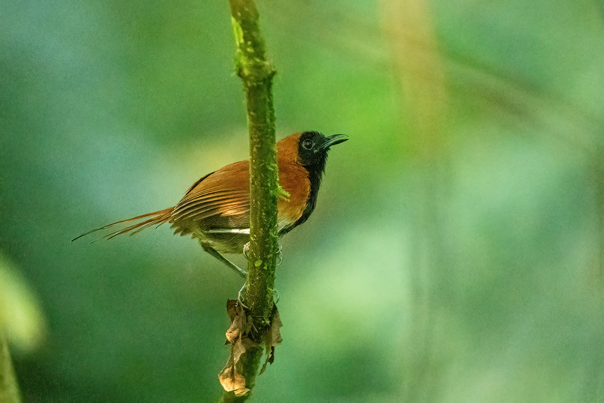 14 Day Uganda Birding Tour