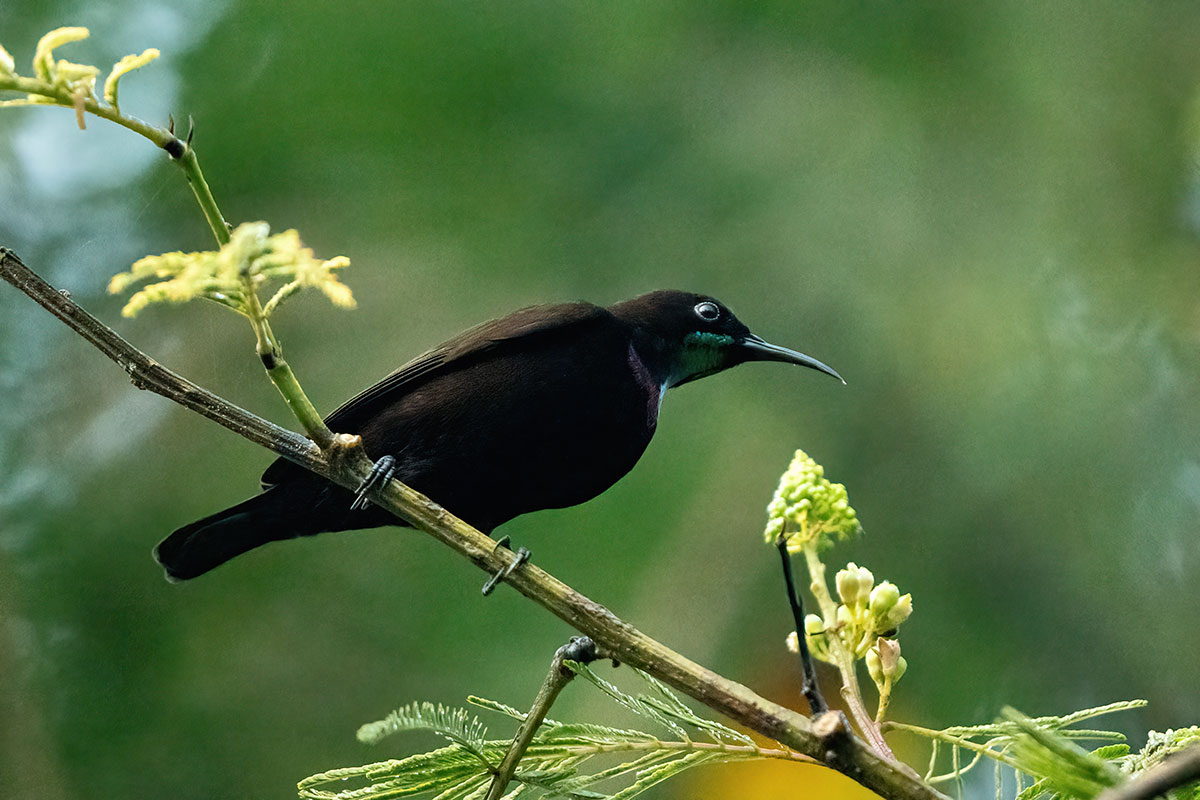 14 Day Uganda Birding Tour