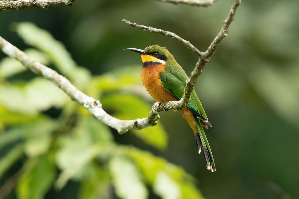 Bwindi Impenetrable National Park