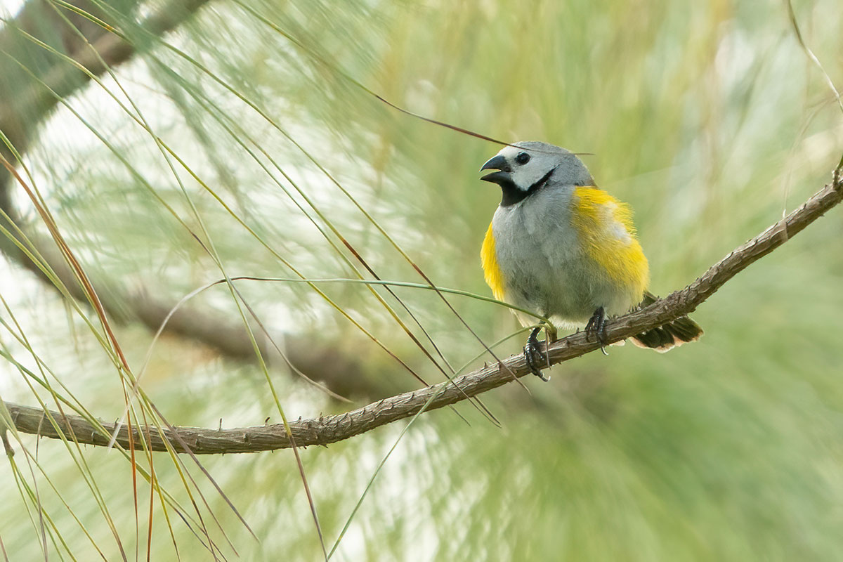 Uganda bird tours