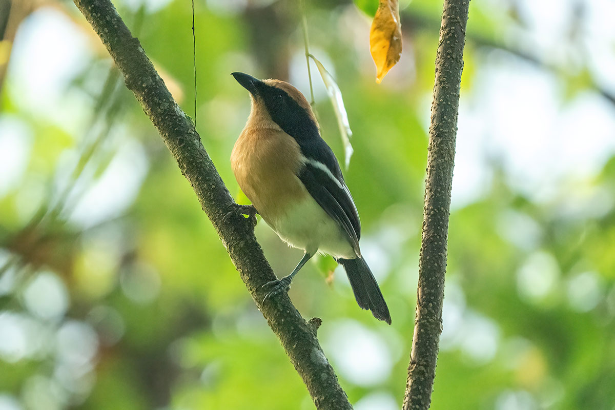 14 Day Uganda Birding Tour