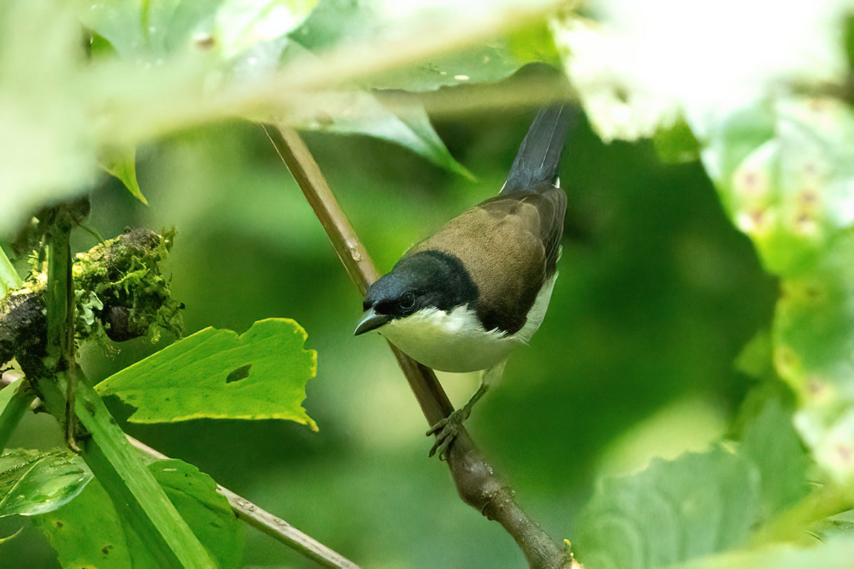 14 Day Uganda Birding Tour