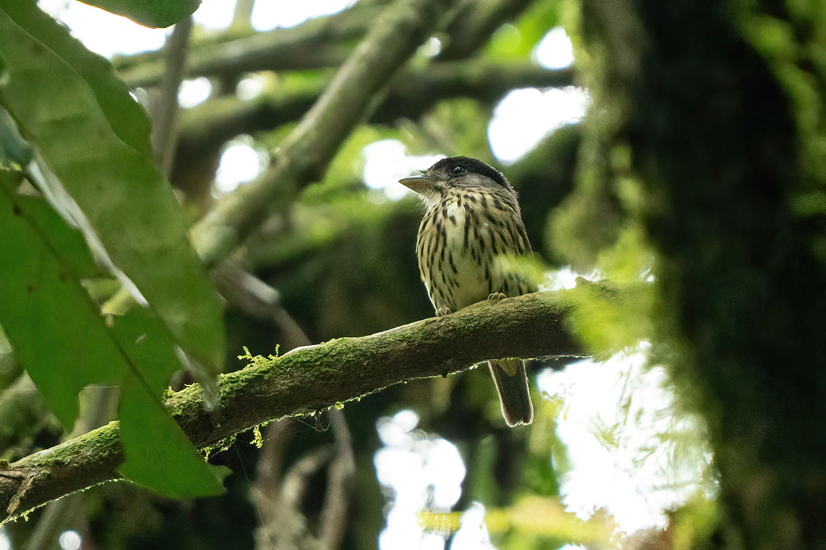 14 Day Uganda Birding Tour
