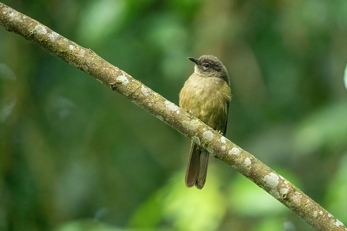 14 Day Uganda Birding Tour