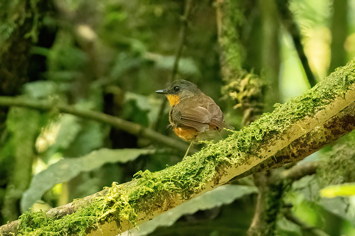 14 Day Uganda Birding Tour