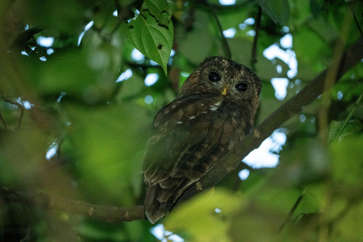 14 Day Uganda Birding Tour