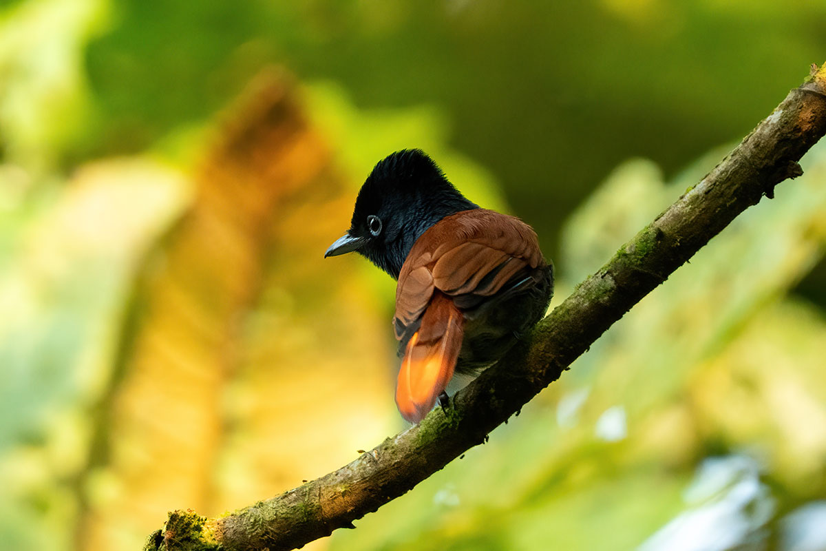 14 Day Uganda Birding Tour