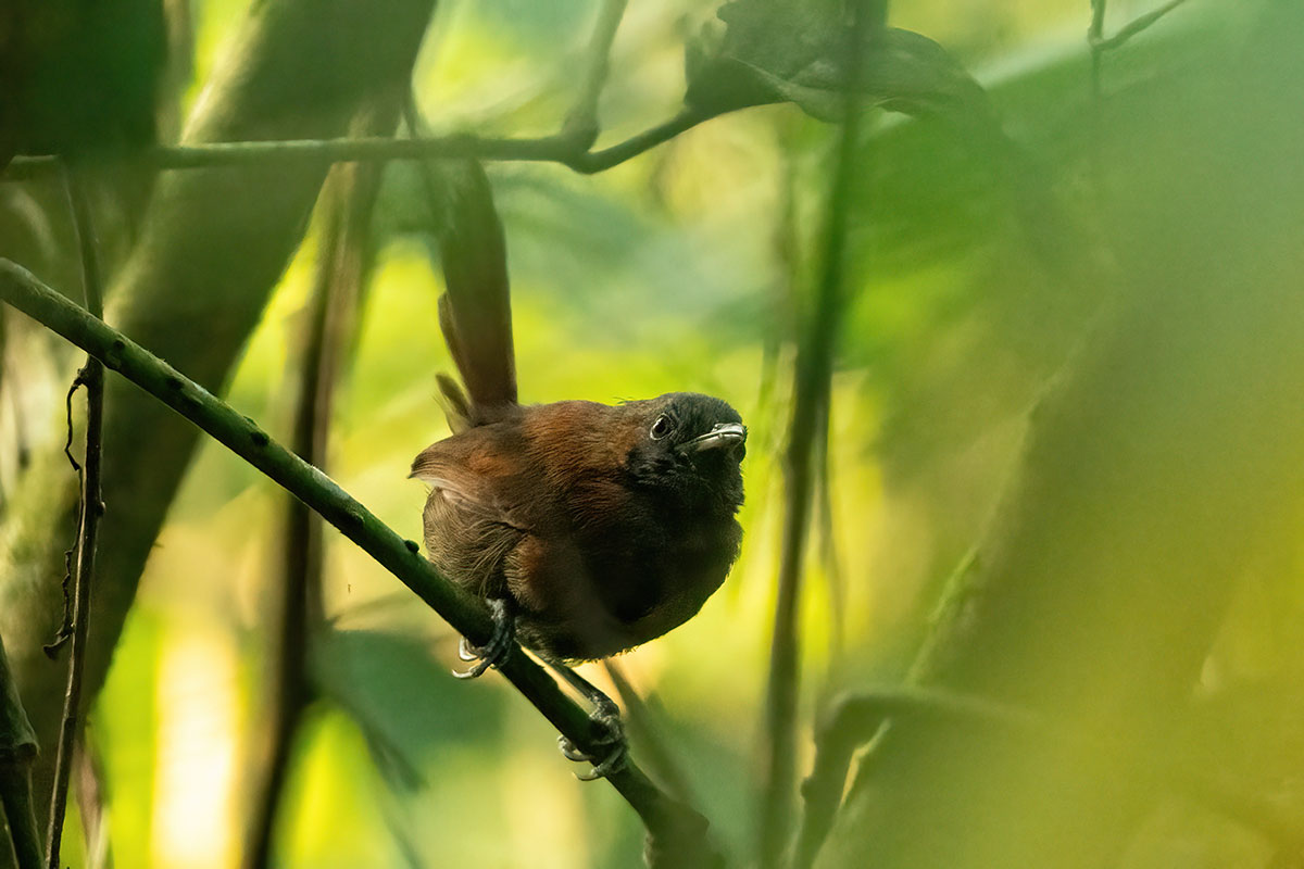 14 Day Uganda Birding Tour