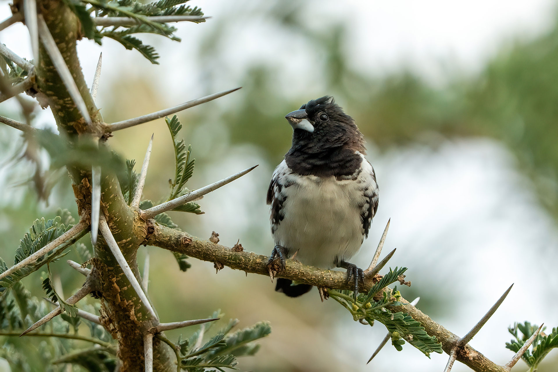 Uganda Birding and Wildlife