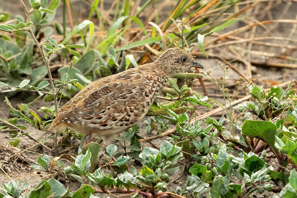 Uganda Birding and Wildlife