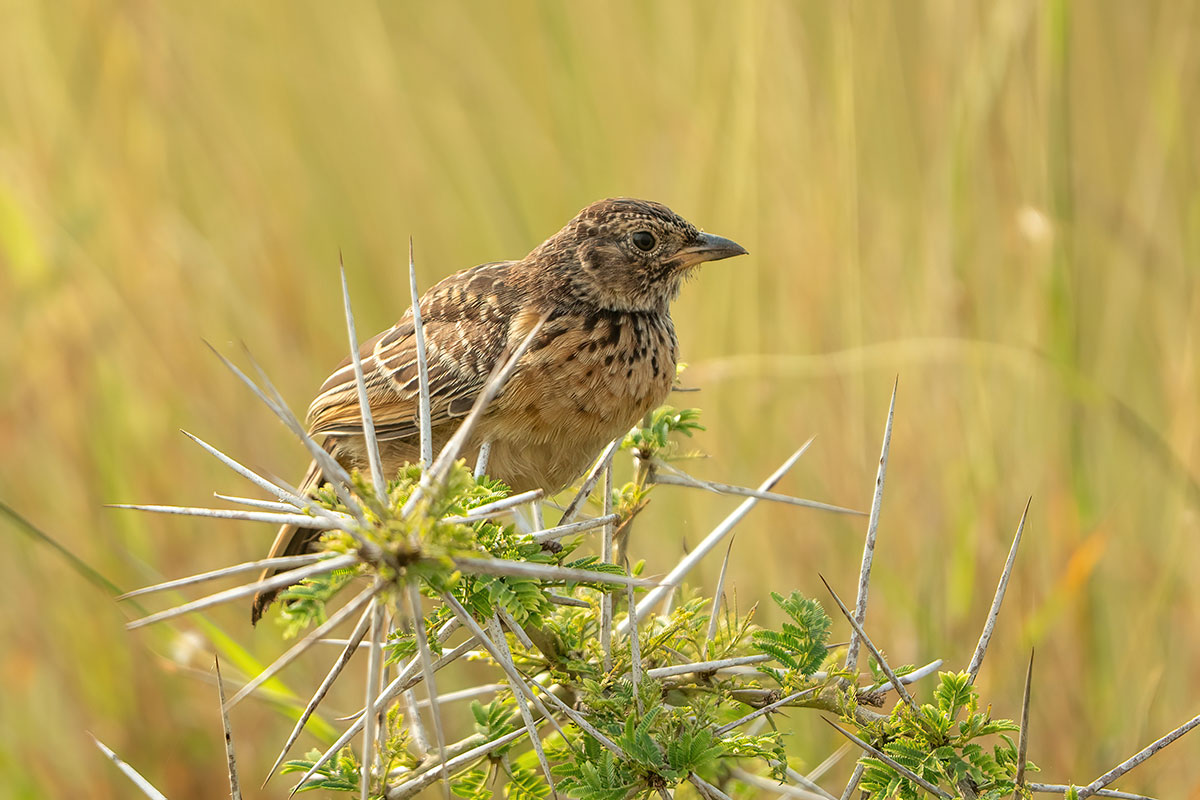 Uganda Birding and Wildlife