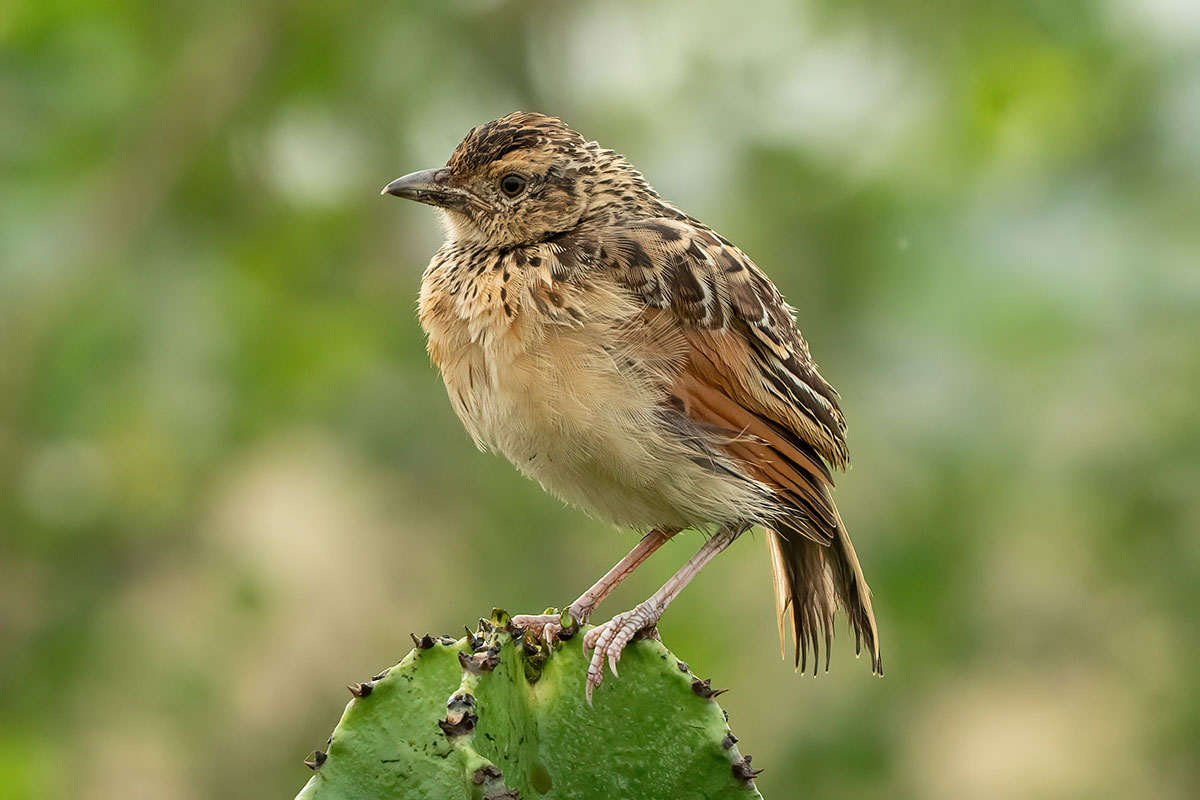 Uganda Birding and Wildlife