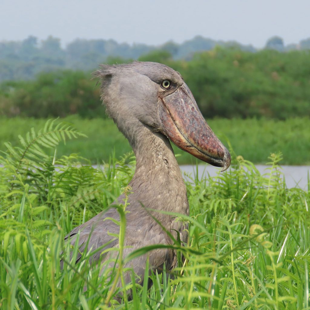 Eastern Uganda Birding tour