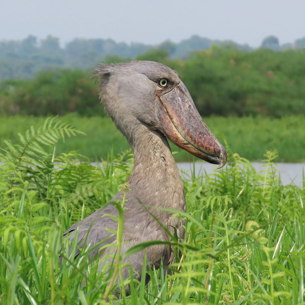 Eastern Uganda Birding tour