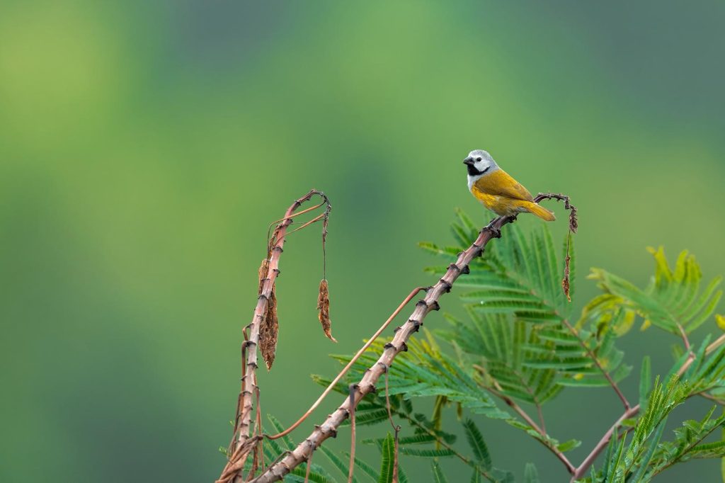 Bird Photography 24 Days-Uganda