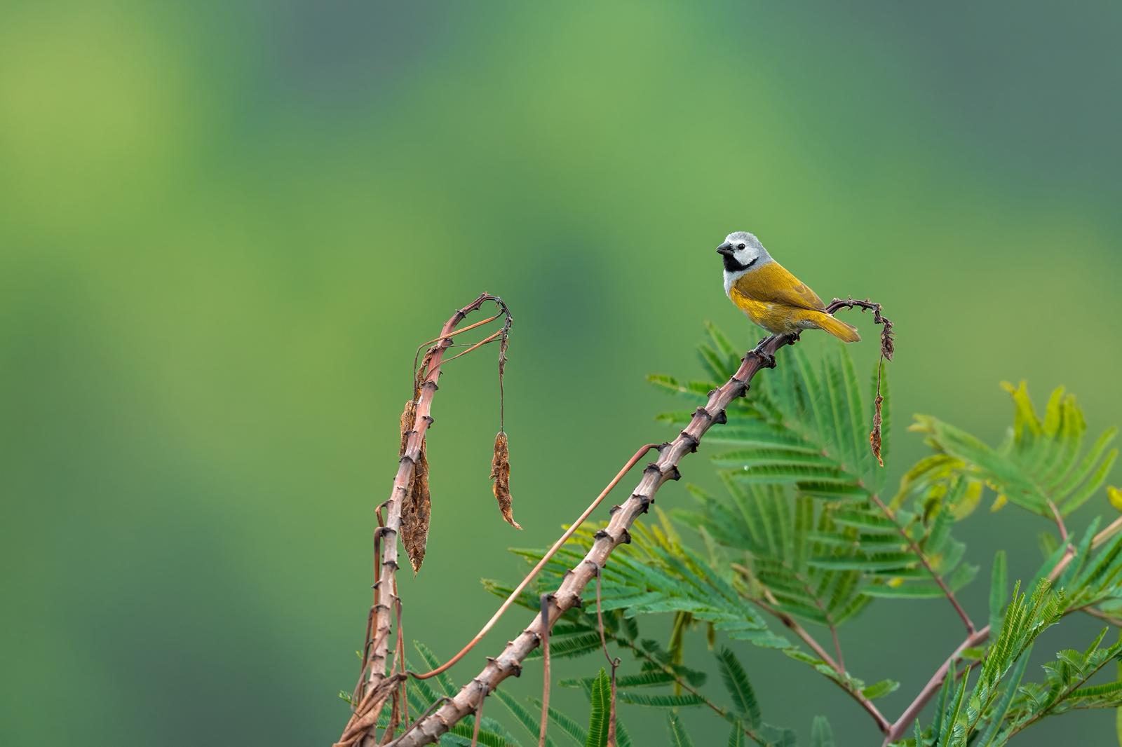 Bird Photography 24 Days-Uganda