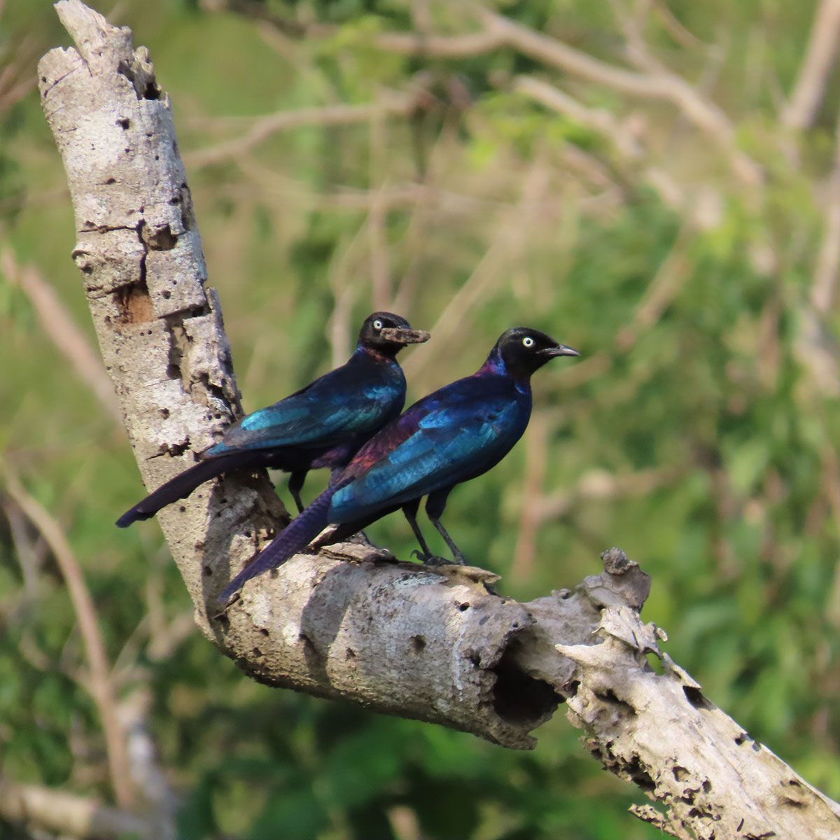 Bird Photography 24 Days-Uganda