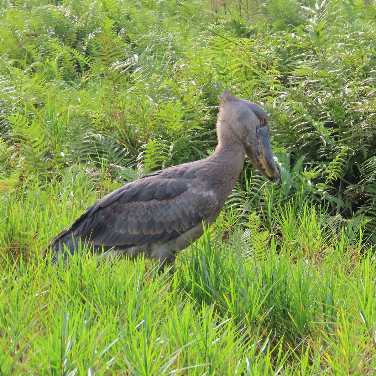 Bird Photography 24 Days-Uganda